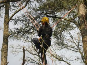Passer d'arbre en arbre