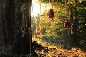 Cordes dans un arbre au soleil