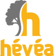 hevea