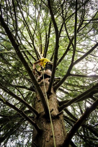 Grimpe en moulinette au coeur des branches