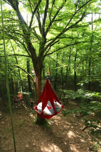 Pendola suspendue dans l'arbre